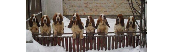 Beagles